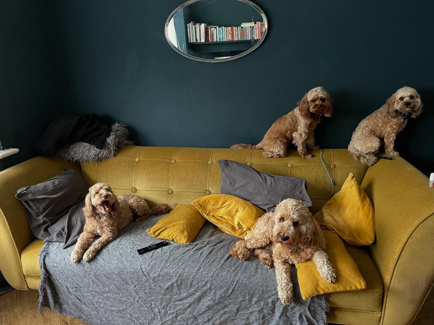 Renaissance cockerpoo @petpack 😂😂