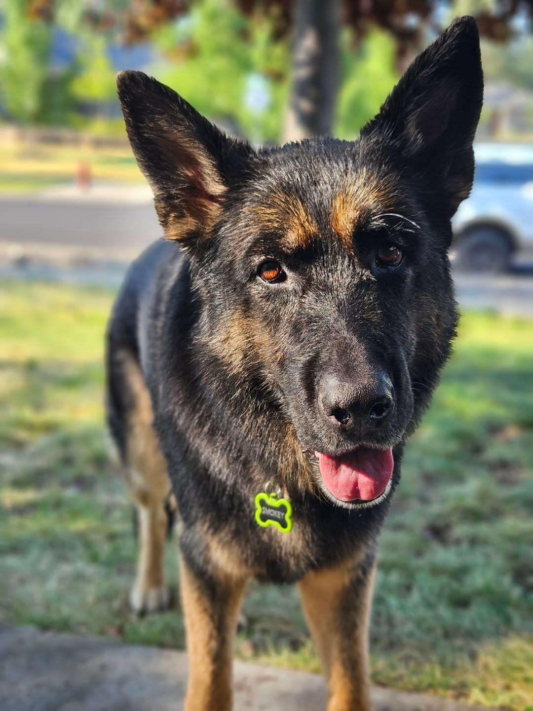 Happy 7th birthday to this guy! We love you Smokey! 🐾 🥳 Reminder to adopt from your local shelters! We found this beautiful boy when he was 9 months old from @hsco_bendhumane. He's a purebred German shepherd. Such a smart and loyal guy. But also still just a huge goofball. 🤪
.
.
.
#livelifeinbend #realtorkailey #germanshepherd #gsd #gsdlife #germanshepherdsofinstagram #adoptdontshop #adopted #shelterdog #germanshepherddog #bicolorgsd #inbend #dogsofbend #bendoregon #centraloregon ##visitbend #pnw