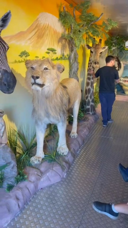 No último dia 01 de setembro, recebemos o Projeto Container Zoo África, que trouxe para nossas crianças uma experiência única de aprendizado e encantamento.
🦁🐘🐒 Dentro de um verdadeiro safári educativo, nossos alunos puderam conhecer de perto diferentes animais africanos, explorar curiosidades da fauna e ainda participar de uma palestra com um biólogo sobre a importância da preservação ambiental.
Foi um momento de descobertas, alegria e conexão com a natureza — uma verdadeira aula viva que ficará na memória de todos!
👏 Agradecemos às famílias pela parceria e confiança em mais este projeto que alia educação, ciência e conscientização ambiental de forma lúdica e significativa.
#zooáfrica #experiênciaúnica #aprenderéencantador #educaçãoambiental #vivênciasquemarcam