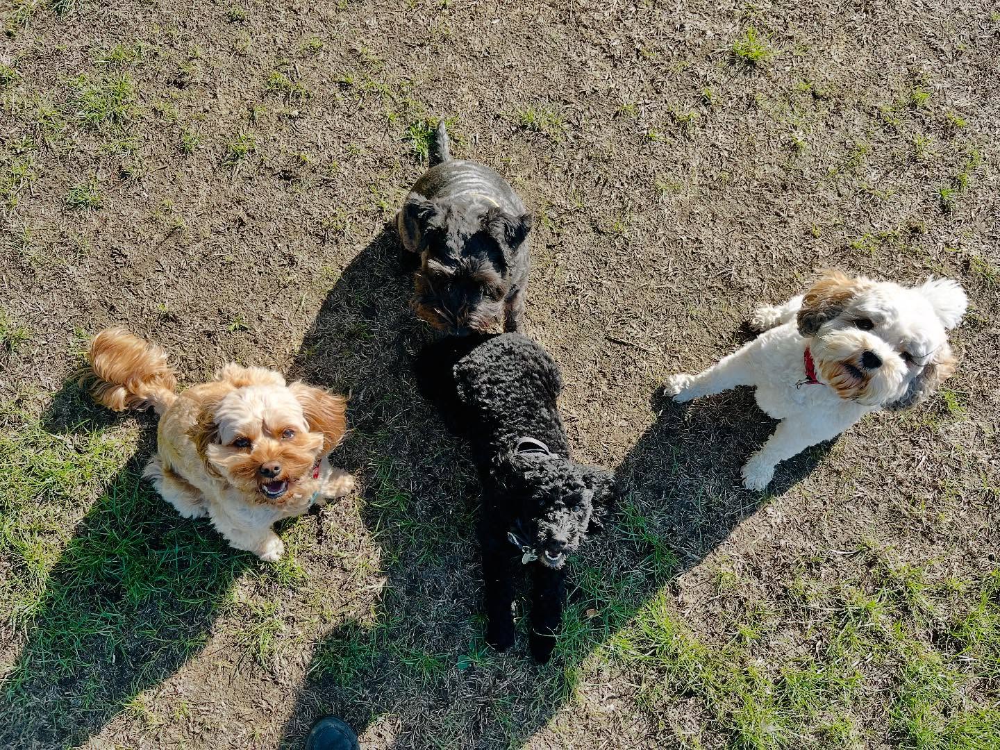 Last bit of summer! #doggydaycareuk