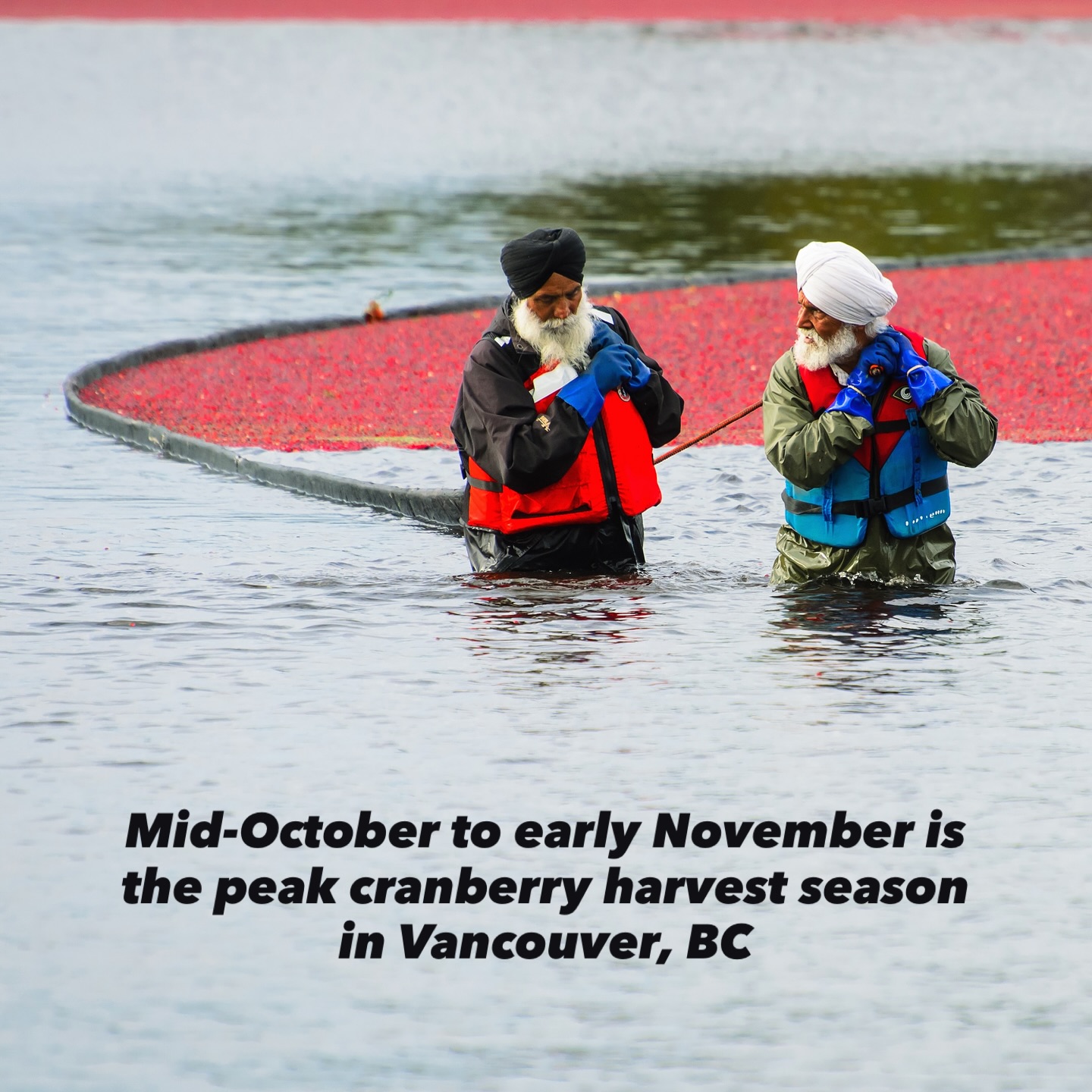 Ever seen a sea of red berries shimmering in flooded fields? Welcome to the surreal spectacle of the cranberry harvest in British Columbia. Workers wade through bogs, booms corral floating berries, and the land transforms into something that feels equal parts nature documentary and dreamscape.
From the fascinating fact that cranberries float because of built-in air chambers, to how these “bounce berries” are corralled and collected — this harvest is wild, vivid, and unforgettable. 🌊🍒
Want to see it for yourself? Check out the full story at the field locations at the link below:
🔗 https://logovo.ca/travel/cranberry-harvest/
📍 If you’re in BC in October–November, be on the lookout — you might just stumble upon your own cranberry ocean.
#CranberryHarvest #BritishColumbia #AutumnMagic #NatureSpectacle #Agriculture #TravelBC #BogLife #canada #beautifulbritishcolumbia
Have you seen a sea of red berries?