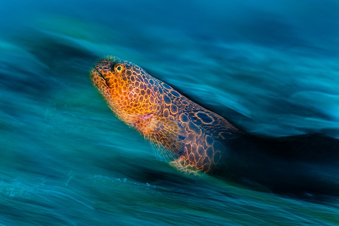 Juvenile wolf eel on the prowl. This youngster, still with the glowing colours of youth, lived below the dock of the resort amongst ageing seaweeds. I used selective lighting and a long exposure to show of its splendour in this unattractive location.
I’ve recently returned from a stunning trip to God’s Pocket, an amazing diving resort off the northern coast of Vancouver Island, Canada. It was a long and wonderfully productive trip and I’ve been working through my “urgent priority processing”. I took so many different kinds of subjects and pictures there that I wanted to finish this small batch before sharing (I usually share my images on narrated videos on YouTube). Anyway that small batch turned out not so small. This was the 104th image I’ve ID’ed, keyworded captioned and processed out from the trip. And I’ve 54 to go! I’ll start sharing them all when I’ve done those. This one is not typical of the trip, but I felt I wasn’t giving anything away as I liked it when I shot it and shared it on my Instagram story after the dive.
Taken with Sony A1 and Tamron 90mm lens with Nauticam MFO-3. Nauticam housing, single Retra Pro Max 2 flash with Retra Light Shaping Device. 1/3 @ f/11, ISO 160.