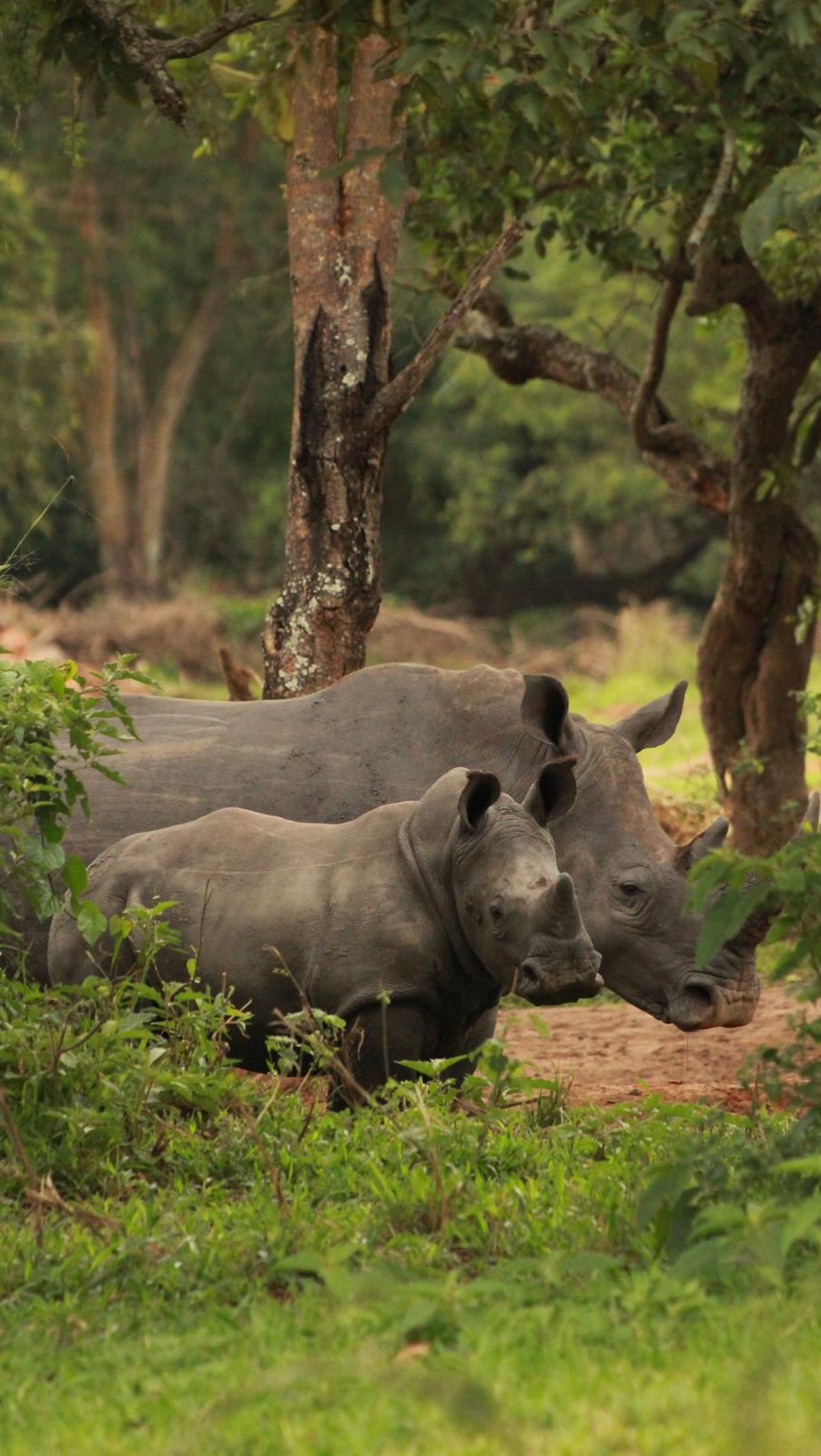 Ziwa Rhino Sanctuary, Murchison Falls 🇺🇬✨
There’s something magical about standing so close to these gentle giants—the kind of moment that stays with you long after you’ve left. Getting the chance to see them twice in one year feels like a true gift. Encounters like these remind me why Uganda captures my heart again and again.
#travel #murchisonfallsnationalpark #ziwarhinosanctuary #uganda #exploreuganda #wildlife #rhino