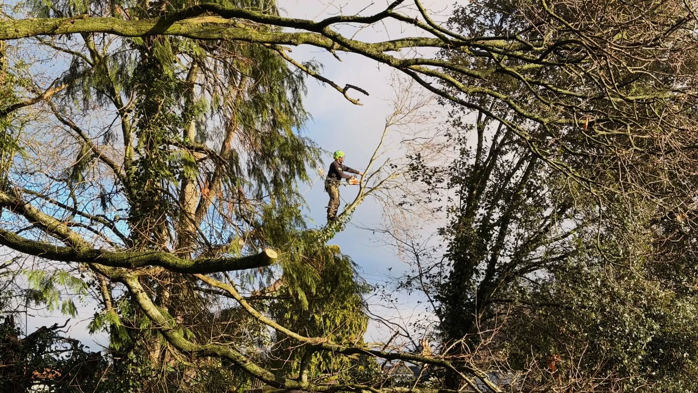 🎄 Friday’s Job Well Done! 🎄
Wrapping up the week with a big beech tree takedown 🌳💪
This one had to come down due to being completely tangled in phone lines 📞⚠️ and overhanging two neighbouring gardens, causing damage to the outbuildings. Safety and precision were absolutely key on this job.
A multi-stem beech loaded with thick, stubborn ivy 🌿 made for a challenging and technical dismantle. It gave Max an awkward climb all the way through, with everything carefully rigged down to protect the surrounding properties and infrastructure 🧗♂️🪢
All brash chipped, logs cut, and as a bonus for the client — everything left neatly on site ✔️🔥
Stay safe, stay festive, and roll on the next one 🎅❄️
#TreeSurgery
#BeechTree
#TreeTakeDown
#ArboristLife
#Rigging
#IvyCovered
#FridayJob
#DecemberWork
#FestiveGraft
#TreeWork
#ProfessionalArborist
#TeamWork
#WinterWork