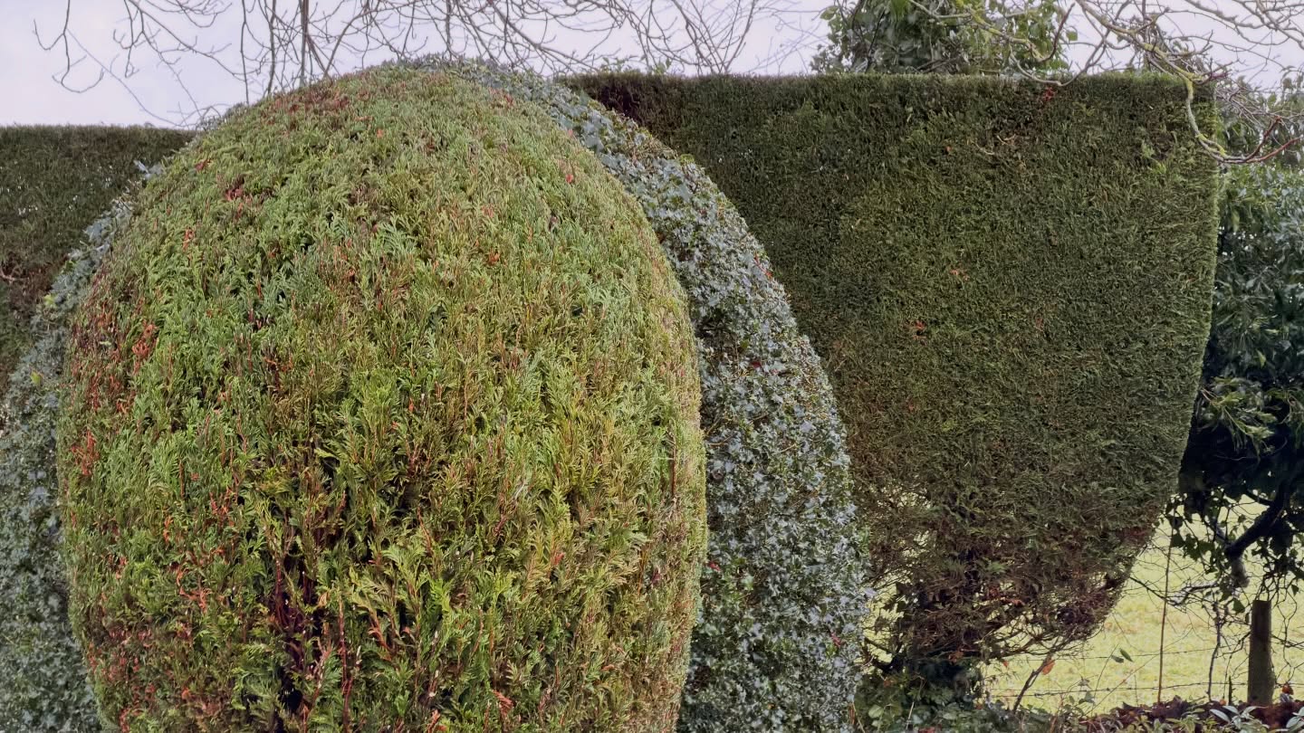 Quick before the rain comes! 🌧️⏱️
This was the annual trim at this client’s property — and it’s a big one, spread across three gardens 🌿
Beech, laurel, and conifers all needing attention, with both sides and tops cut back and reshaped.
Over two solid days it was non-stop cutting, clearing, and keeping everything tidy 💪✂️
With the rain closing in, we managed to beat the downpour and get everything fully cleaned up and blown down just in time 🙌
We also planted three young laurels 🌱 to replace a section of conifer damaged last year when a tree came down. A fast-growing solution to get the hedge looking full again in no time.
#HedgeCutting #GardenMaintenance #ProfessionalGardener #HedgeTrimming #LaurelHedge #BeechHedge #ConiferHedge #GardenCare #OutdoorWork #BeforeTheRain #HardWorkPaysOff 🌿✂️