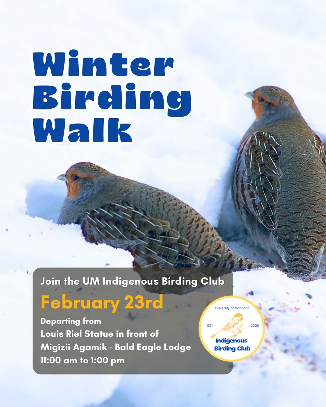 Join us on February 23rd for a relaxed, 2-hour winter birding walk that begins at Migizii Agamik – The Bald Eagle Lodge. We’ll gather at 11:00 am by the Louis Riel statue, with the walk starting promptly at 11:15 am. The walk will take us to King’s Park, or another nearby location, at a leisurely pace, allowing us to enjoy the winter birds and sights. These walks are open to BIPOC (Black, Indigenous, and People of Colour) folks and allies who share our belief that birding is for everyone, regardless of experience. Whether you’re new to birding or a seasoned enthusiast, we welcome you to join. Just dress for the weather and be sure to bring mitts/gloves and water. If you don’t have your own binoculars, we have some available to borrow.
Our walks are an opportunity to connect with nature, build community, and learn from one another in a relaxed and supportive environment. Feel free to participate at your own pace. There’s no need to stay with the group the entire time, and you’re welcome to come and go as you please.
Accessibility Information:
The walk covers a variety of paths, including pavement, snow, and gravel, with mostly flat terrain and a few gentle slopes. Washrooms are available approximately halfway along the
walk. If you need assistance or have specific accessibility requirements, please let us know in advance so we can do our best to accommodate you.
Parking:
Please note there is NO free parking on campus M-F from 8:30 AM to 4:30 PM. Parking is available for a fee in the Parkade and at metered spaces for a fee.
We look forward to seeing you there!
Photo: @justinleerasmussen
@umindigenous @umanitoba @umstudent @umisacouncil @um_metis @musaumanitoba