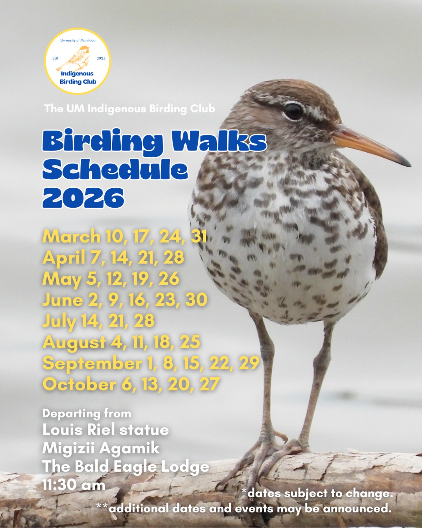 Mark your calendars and bookmark this post! Announcing our birding walk dates for 2026! We are looking forward to birding with you!
What to expect on our walks:
March - Early migrants including waterfowl and raptors
April - Early spring migration
May - Peak spring migration - the best time of the year for birding
June - Late spring migration, nesting season
July - A good time to observe young birds
August - Shorebird migration and early fall migration
September - Peak fall migration
October - Late fall migration, raptors
Join us for our 1.5-hour birding walks that begins at Migizii Agamik – The Bald Eagle Lodge. We gather at 11:20 am by the Louis Riel statue, with the walk starting promptly at 11:30 am. The walk will take us to King’s Park, or another nearby location, at a leisurely pace, allowing us to enjoy the sights along a mix of pavement, grass, dirt, and gravel paths. The terrain is mostly flat, with just a few gentle slopes.
These walks are open to BIPOC (Black, Indigenous, and People of Colour) folks and allies who share our belief that birding is for everyone, regardless of experience. Whether you’re new to birding or a seasoned enthusiast, we welcome you to join. Just dress for the weather and be sure to bring sunscreen and water. If you don’t have your own binoculars, we have some available to borrow.
Our walks are an opportunity to connect with nature, build community, and learn from one another in a relaxed and supportive environment. Feel free to participate at your own pace — there’s no need to stay with the group the entire time, and you’re welcome to come and go as you please.
Accessibility Information:
The walk covers a variety of paths, including pavement, grass, dirt, and gravel, with mostly flat terrain and a few gentle slopes.
Washrooms are available approximately halfway along the walk.
If you need assistance or have specific accessibility requirements, please let us know in advance so we can do our best to accommodate.
📷: @justinleerasmussen, Spotted Sandpiper, Fort Garry Campus, 2025