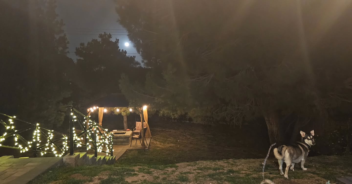 Happy Imbolc
#imbolc