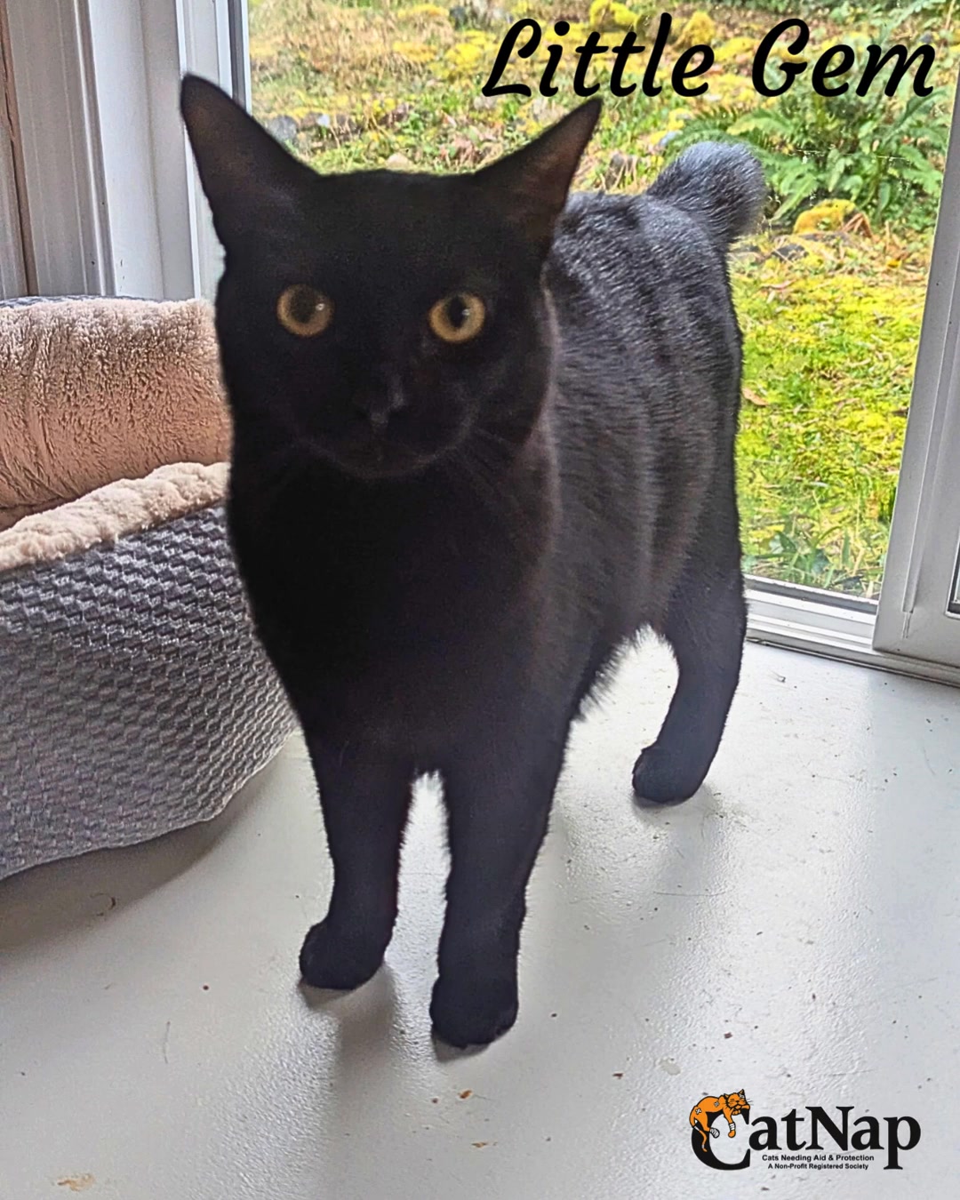 Little Gem has been #ADOPTED from Bosley's University Village, Nanaimo