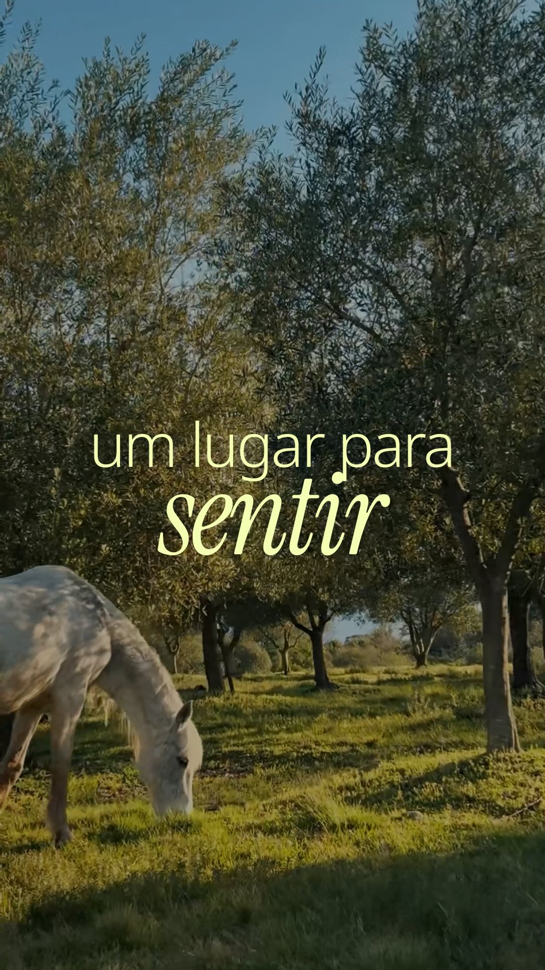 O Olivas de Gramado é um convite ao tempo presente.
Um lugar onde a natureza conduz o ritmo e cada passo acontece com mais intenção.
Entre oliveiras, brisas e luz natural, a vivência vai além do olhar.
Ela se sente no caminhar, no respirar fundo, no silêncio que acolhe.
Aqui, desacelerar não é parar. É estar inteiro.
É escolher viver com mais presença.
Olivas de Gramado. Um lugar para sentir. 💚
#OlivasDeGramado #ExperiênciaSensorial #ConexãoComANatureza #VivaOPresente #TurismoDeExperiência