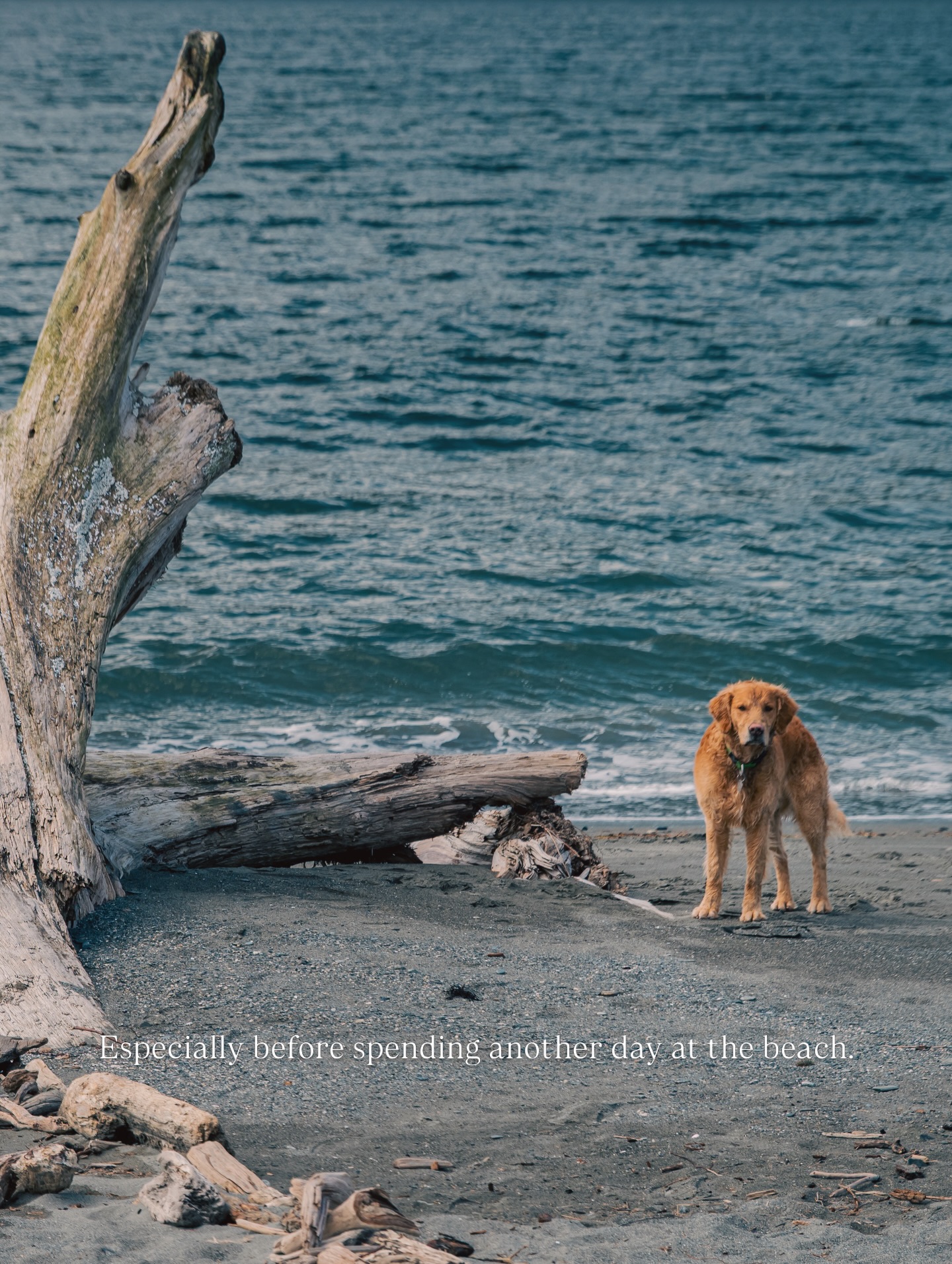 The first camping of the season. A well deserved reboot after a wild week at work.
#camping #jeep #goldenretriever #sombriobeach #portrenfrew